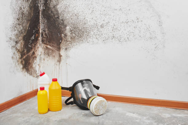 Reliable Icard, NC Mold Removal Solutions