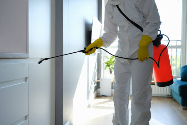 Best Attic Mold Removal  in Icard, NC