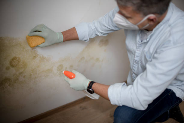 Best Local Mold Removal Service  in Icard, NC