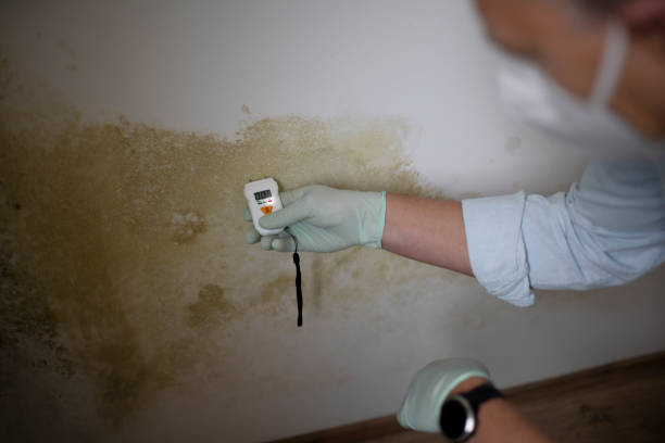 Best Residential Mold Removal  in Icard, NC