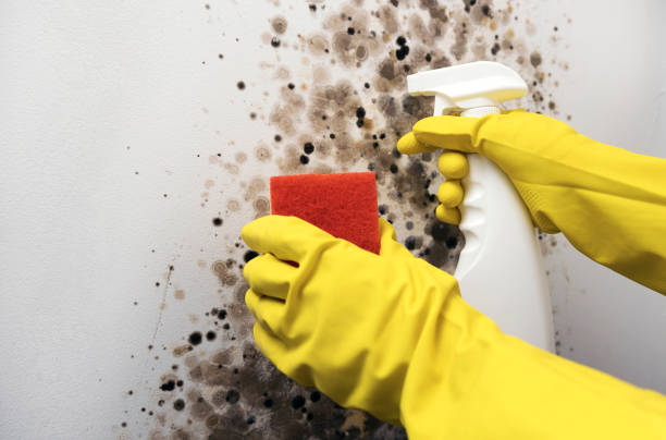 Best Best Mold Removal Companies  in Icard, NC