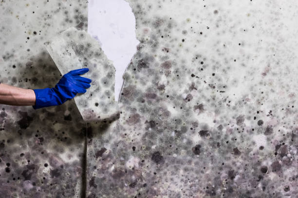Best Toxic Mold Removal  in Icard, NC