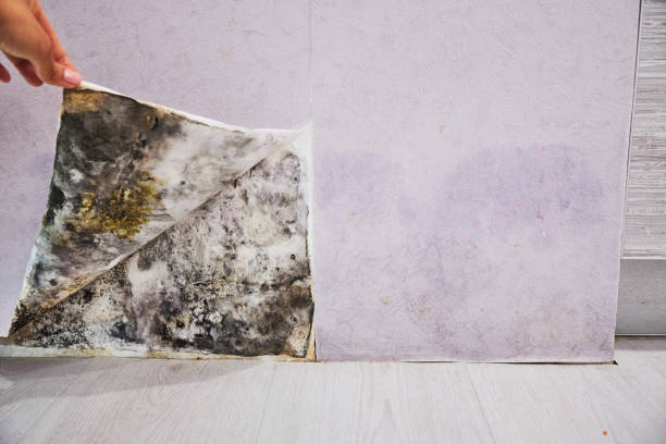 Best Certified Mold Removal  in Icard, NC
